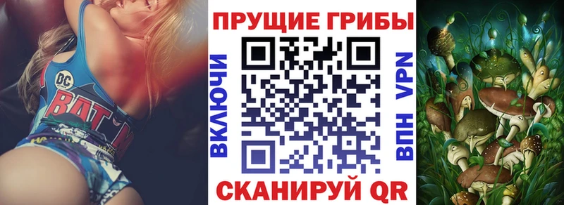 закладки  Черногорск  Псилоцибиновые грибы Psilocybine cubensis 